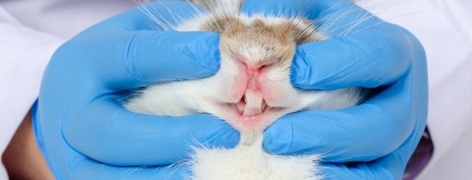 Fortbildung für  Tierärzt:innen  | Zahnextraktionen bei Kaninchen Immer wieder eine Herausforderung