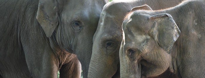 Fortbildung für  Tierärzt:innen  | Populationsmanagement im Zoo Ein Überblick