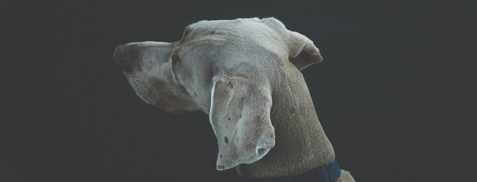 Otitis externa bei Hund und Katze