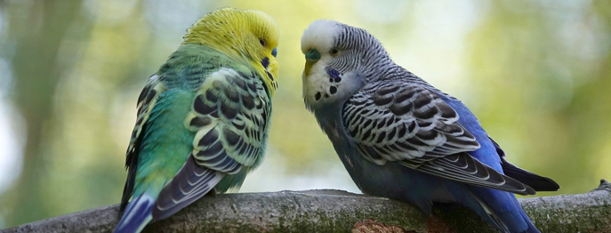 In-Haus-Labordiagnostik beim Vogelpatienten 