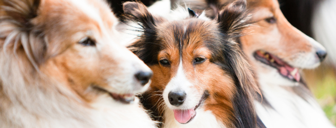 Epilepsie bei Hunden